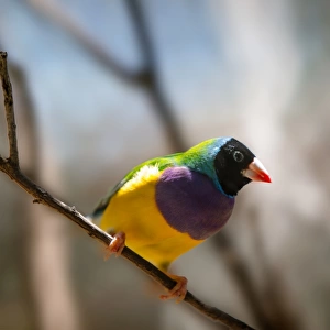 Close Up of a Black Headed Male Gouldian Finch Near Katherine, Northern Territory, Australia