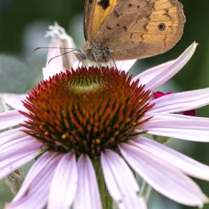 Close up of a Common Brown Butterfly on an Echinacea flower