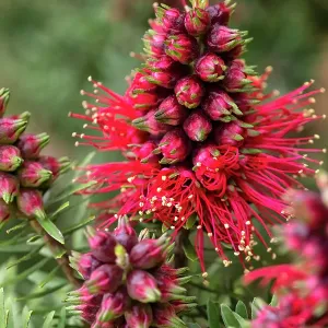 Close up of a Crimson Kunzea flower Close up of a Crimson Kunzea flower