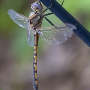 Close up of a Dragonfly hanging from a fence Close up of a Dragonfly hanging from a fence