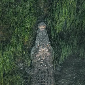 Close up drone image showing the head of a large saltwater crocodile resting in the reeds on the the banks of the Ord River, Kununurra, The Kimberley, Western Australia, Australia