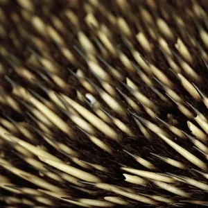 Close up of an echidnas bristles Close up of an echidnas bristles