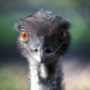 Close up of emu