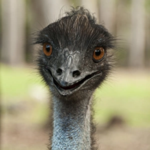 Close up of emu