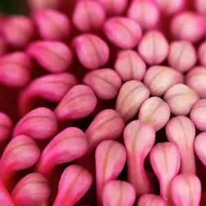 Close up of flower head of a waratah Close up of flower head of a waratah