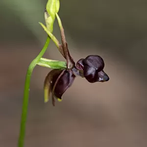 A close up of a Flying Duck Orchid