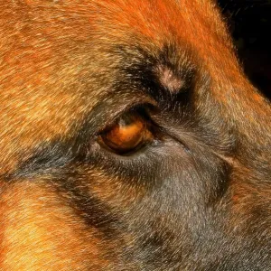 A close up of a german shepherd dogs eye