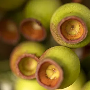 Close Up of Gumnuts from a Eucalyptus Trees