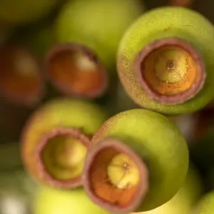 Close Up Eucalyptus Gumnuts Print Close Up Eucalyptus Gumnuts Print
