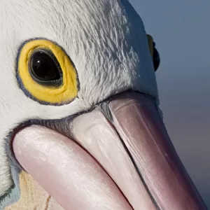 Close up head shot of an Australian Pelican