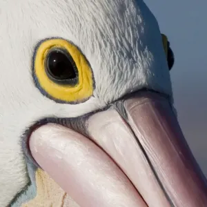 Foto de primer plano de la cabeza de un pelícano australiano. Foto de primer plano de la cabeza de un pelícano australiano.