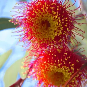 close up image of a Flowering Gumnut