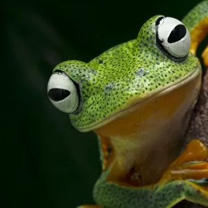 The close up of Javan Flying frog face