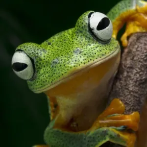 Die enge Aufnahme des Gesichts der Java-Fliesenfrosch Die enge Aufnahme des Gesichts der Java-Fliesenfrosch
