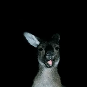 a close up of a kangaroo with her mouth open as if talking