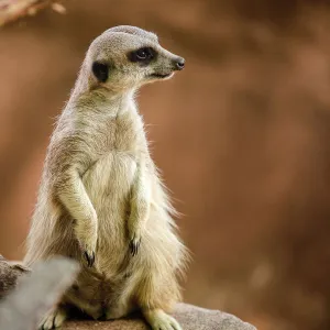 Close Up of a Meerkat in South Africa