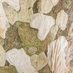Close up of the natural patterns in the bark of a tree Close up of the natural patterns in the bark of a tree