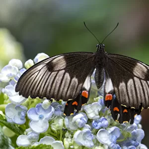 Close up of an Orchard Swallowtail Butterfly