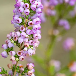 Close up of Pink Erica Flowers