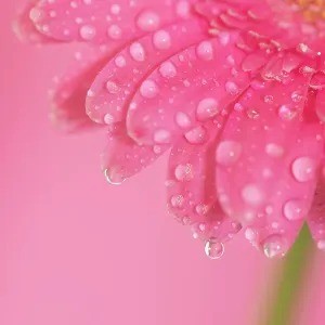 Close up of Pink Gerbera flowers with water drops Close up of Pink Gerbera flowers with water drops