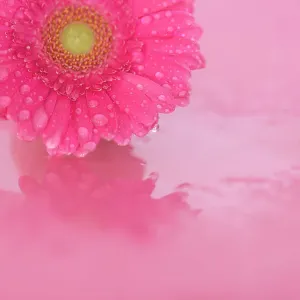 Close up of Pink Gerbera flowers with water drops Close up of Pink Gerbera flowers with water drops