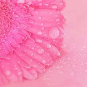 Close up of Pink Gerbera flowers with water drops Close up of Pink Gerbera flowers with water drops