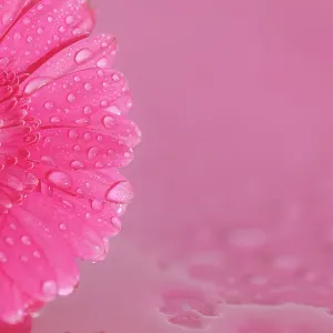 Close up of Pink Gerbera flowers with water drops Close up of Pink Gerbera flowers with water drops