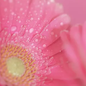 Close up of Pink Gerbera flowers with water drops Close up of Pink Gerbera flowers with water drops