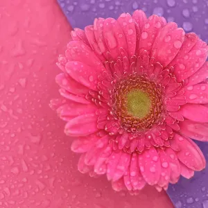 Close up of Pink Gerbera flowers with water drops on a pink and purple background Close up of Pink Gerbera flowers with water drops on a pink and purple background