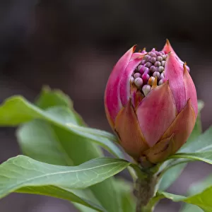 Close up of a Pink Waratah flower (Telopea)