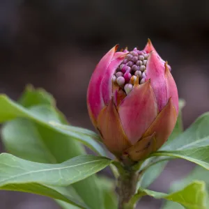 Close up of a Pink Waratah flower (Telopea)