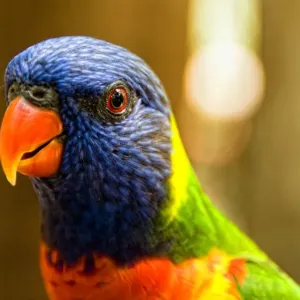 Close up of Rainbow Lorikeet Close up of Rainbow Lorikeet