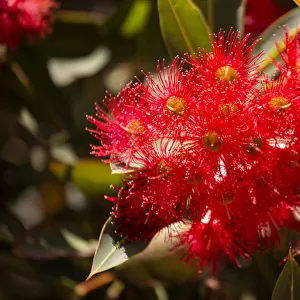 Close up of Red Corymbia ficifolia (formerly Eucalyptus), Red Flowering Gum flower head