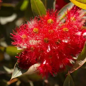 Close up of Red Corymbia ficifolia (formerly Eucalyptus), Red Flowering Gum flower head Close up of Red Corymbia ficifolia (formerly Eucalyptus), Red Flowering Gum flower head
