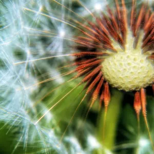 Close Up Print of Dandelion Seed Head Close Up Print of Dandelion Seed Head