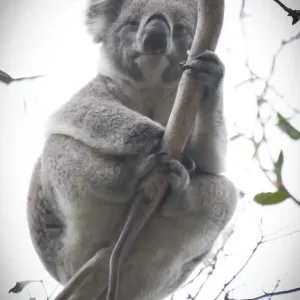 Wild Koala Print - Close-up Tree Branch Photo