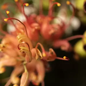 Close Up of a single orange and Yellow Grevillea flower