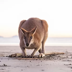 close up of a Single Wild Australian Kangaroo ( rock wallaby)