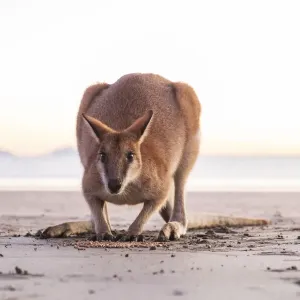 Ritratto ravvicinato di un singolo Wallaby australiano selvatico (wallaby roccioso). Ritratto ravvicinato di un singolo Wallaby australiano selvatico (wallaby roccioso).