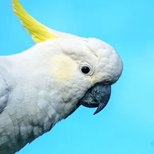 Close up of Sulphur Crested Cockatoo against a blue background