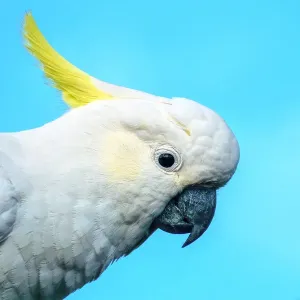 Close up of Sulphur Crested Cockatoo against a blue background Close up of Sulphur Crested Cockatoo against a blue background