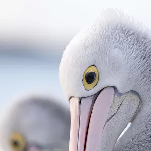Close-up of an Australian pelican