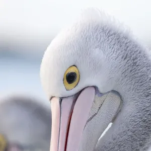 Cabeza de cerca de un pelícano australiano.