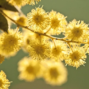 Close-up of Australian Wattle Flower