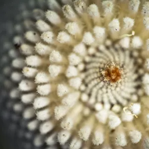 Close-up of a banksia flower