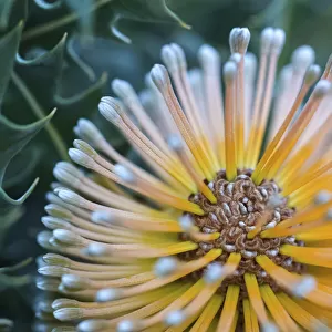 Close-up of a banksia flower, Western Australia, Australia