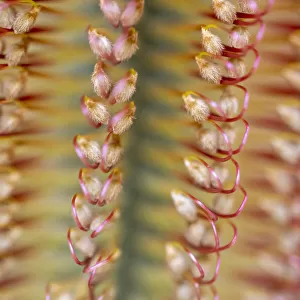 Close-up of a banksia flower, Western Australia, Australia