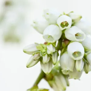 Vue rapprochée de fleurs de bleuets. Vue rapprochée de fleurs de bleuets.