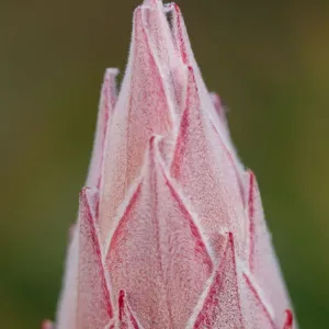 Vue rapprochée d'une fleur de protea fermée.