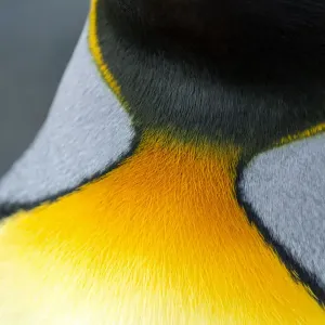 Close-up of the colorful neck feathers of a King Penguin